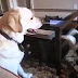 Cute cats and dogs playing together funny dog cat compilation so far