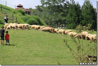 清境農場-綿羊秀