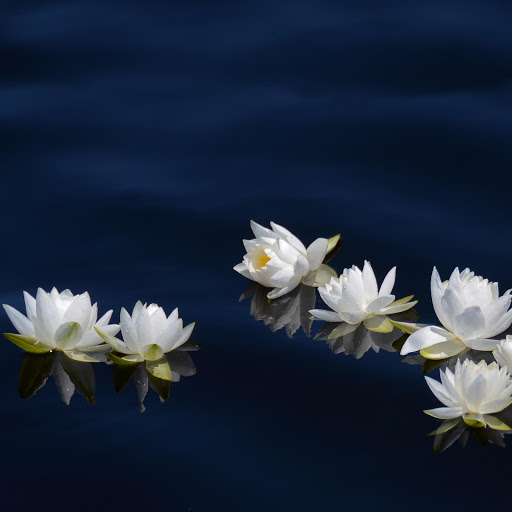 Hd-160755-ascw160755