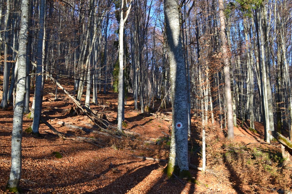 [DSC_02343.jpg]