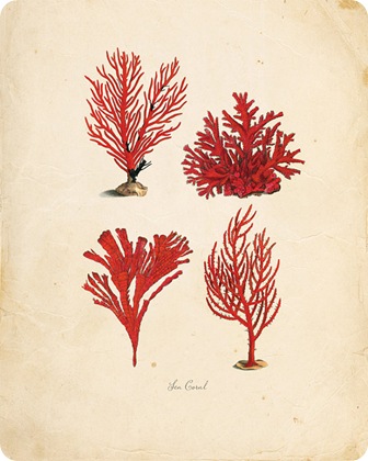 vintage coral