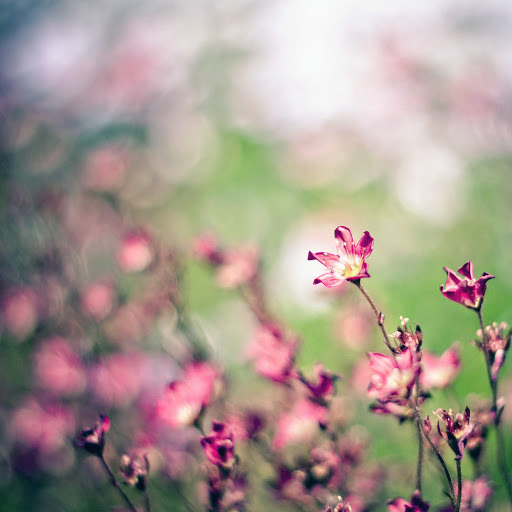 Hd-137910-ascw137910