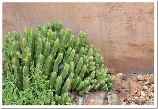 120728_ArizonaSonoraDesertMuseum_Euphorbia-resinifera