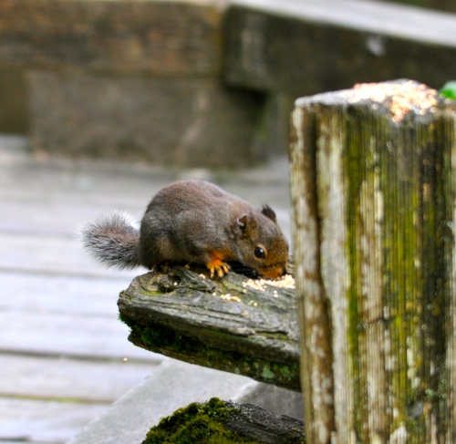 DSC_0499.jpg DSC 0499