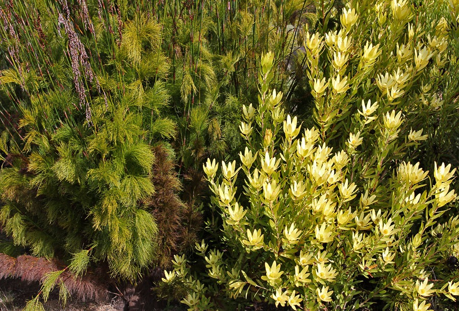 [120211_UCSC_Arboretum_Leucadendron-laureolum-%252B-Rhodocoma-capensis_02%255B8%255D.jpg]