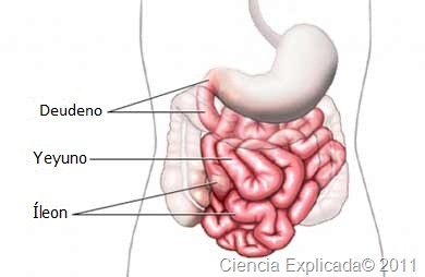 [partes%2520del%2520intestino%2520delgado%255B20%255D.jpg]