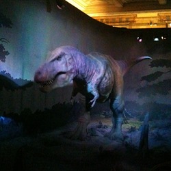 Tyrannosaurus Rex Natural History Museum