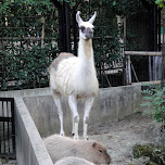 lama at ueno zoo in Ueno, Japan 
