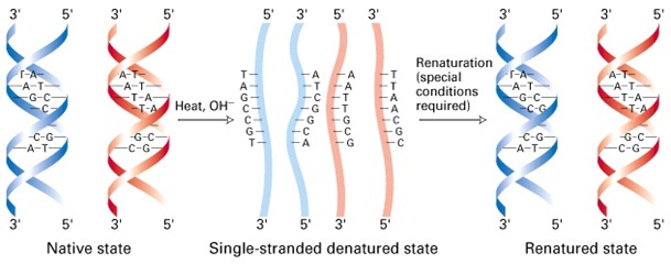 Denaturatin and denaturation
