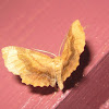 Scallop Moth