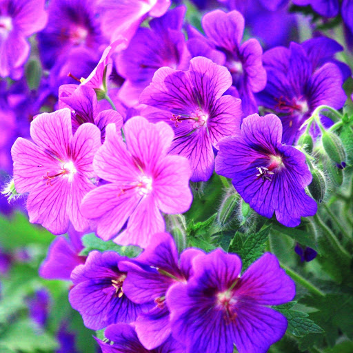 Hd-147100-ascw147100