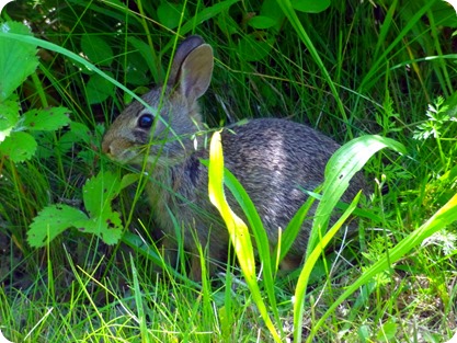 baby bunny