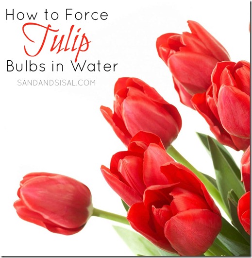 How to Force Tulip Bulbs in Water - Sand and Sisal