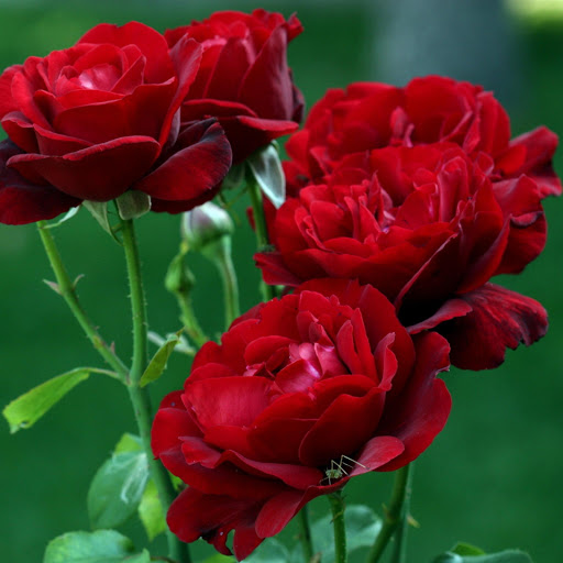 Hd-177632-ascw177632