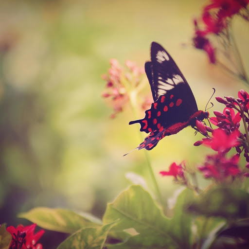 Hd-167954-ascw167954