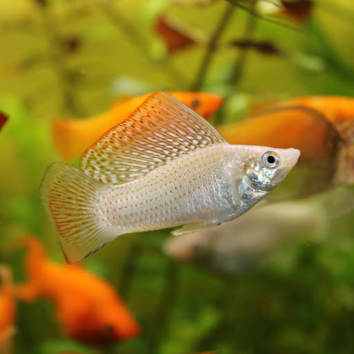 Hd-162613-ascw162613