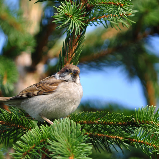 Hd-145001-ascw145001