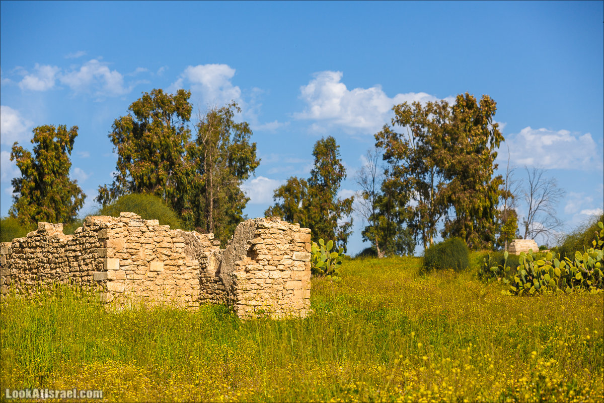 Анемоны (каланиет) пустыни Негев - Фестиваль Даром Адом в LookAtIsrael.com - Фото путешествия по Израилю | Red South festival of anemones in Negev | דרום אדום - קלניות בבארי