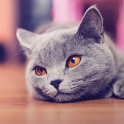 Hd-170410-ascw170410