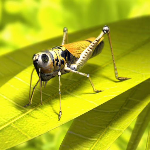 Hd-155708-ascw155708