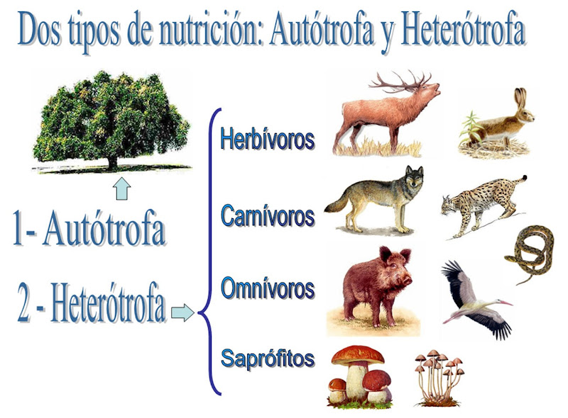 Organismos Autotrofos y heterotrofos
