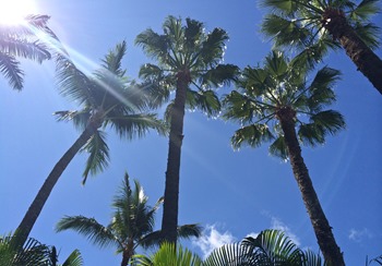 palm trees (1 of 1)