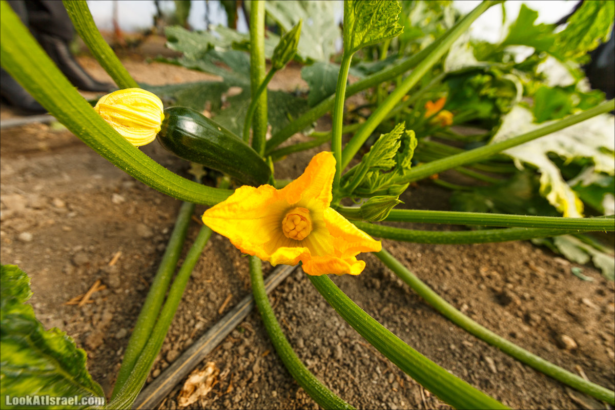 Сельскохозяйственная школа Хава бе-Эден | Hava be-Eden farm | LookAtIsrael.com - Фото путешествия по Израилю | חווה בעדן