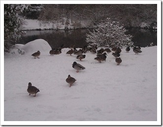 Ducks Along the Sammamish River Trail