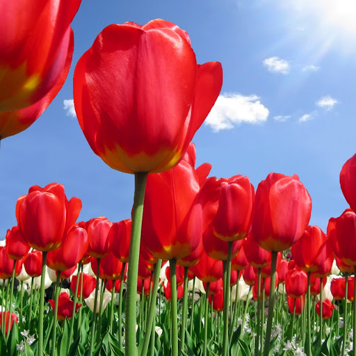 Hd-153341-ascw153341