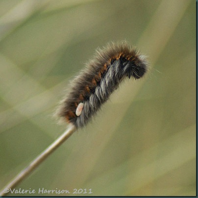 10-parisitised-fox-moth-caterpillar
