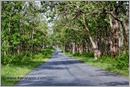 _P6A1714_road_mudumalai_bandipur_sanctuary 
