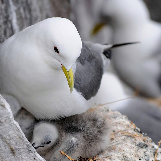 Hd-136519-ascw136519