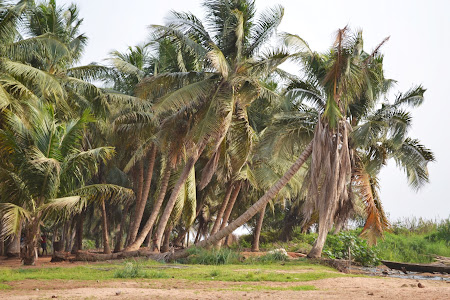 8. Plaja cocotieri - Ekpui, Togo.JPG