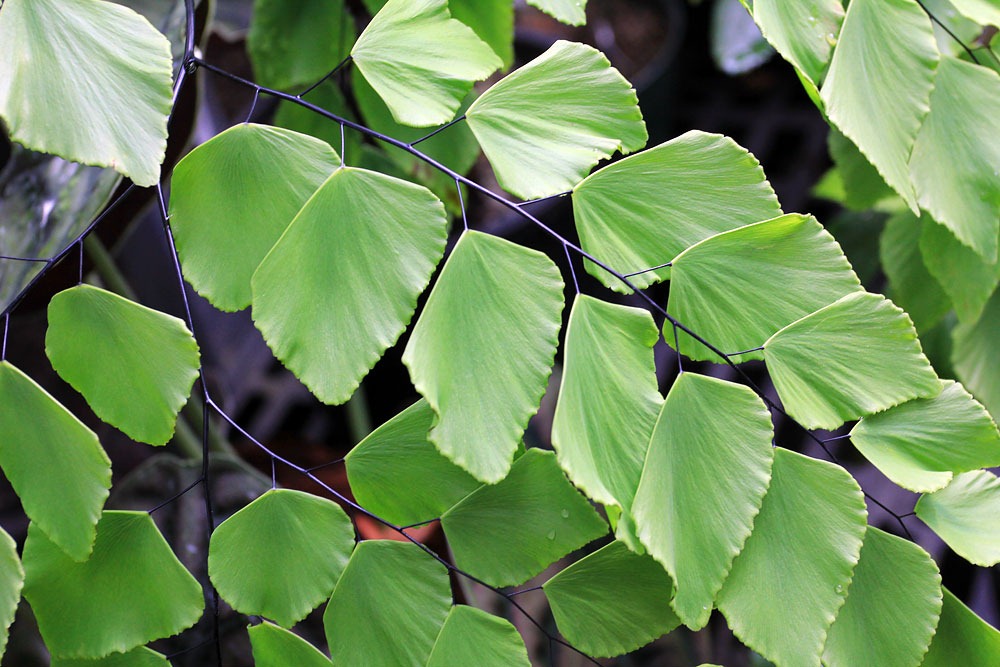 [130202_UCDavis_Adiantum-peruvianum_02%255B8%255D.jpg]