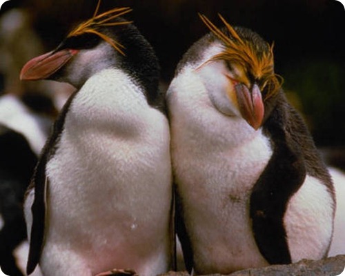 pinguino crestato pinguino crestato
