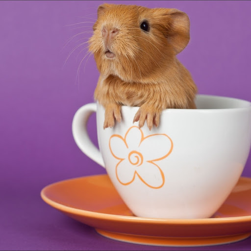 Hd-156810-ascw156810