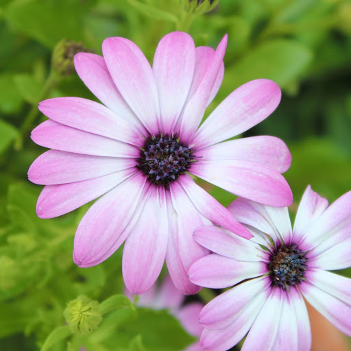 Hd-162548-ascw162548