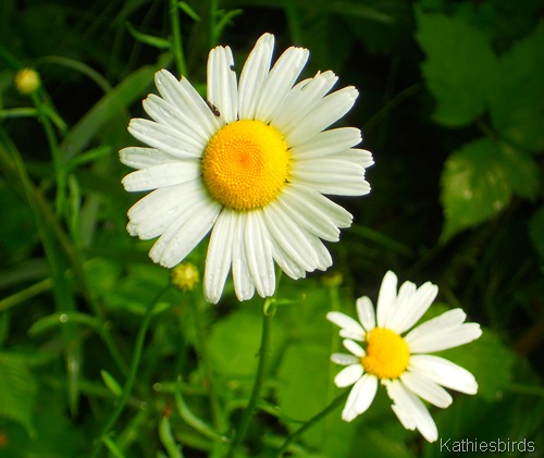 7. daisy-kab