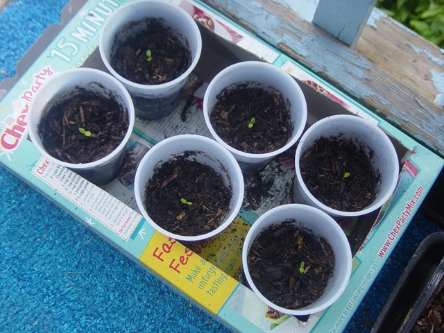 [seedlings1%255B5%255D.jpg]