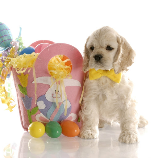 Hd-190514-ascw190514