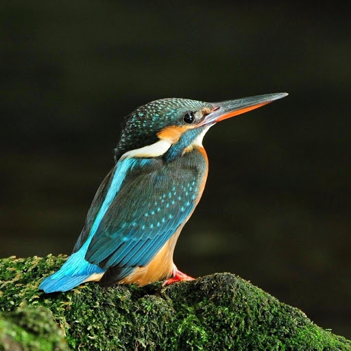 Hd-177771-ascw177771