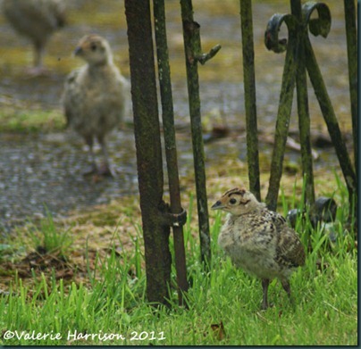 pheasants-through-gate