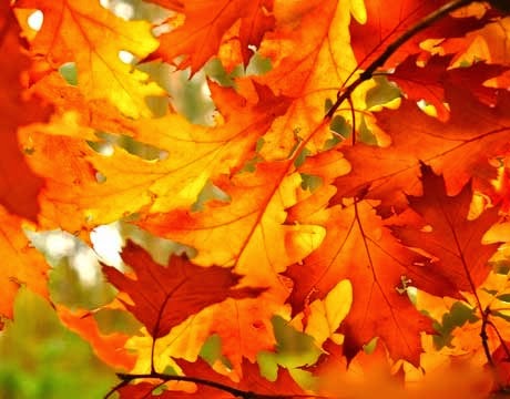 [autumn-leaves-xlg%255B4%255D.jpg]