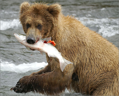 c0 A bear eating a fish.
