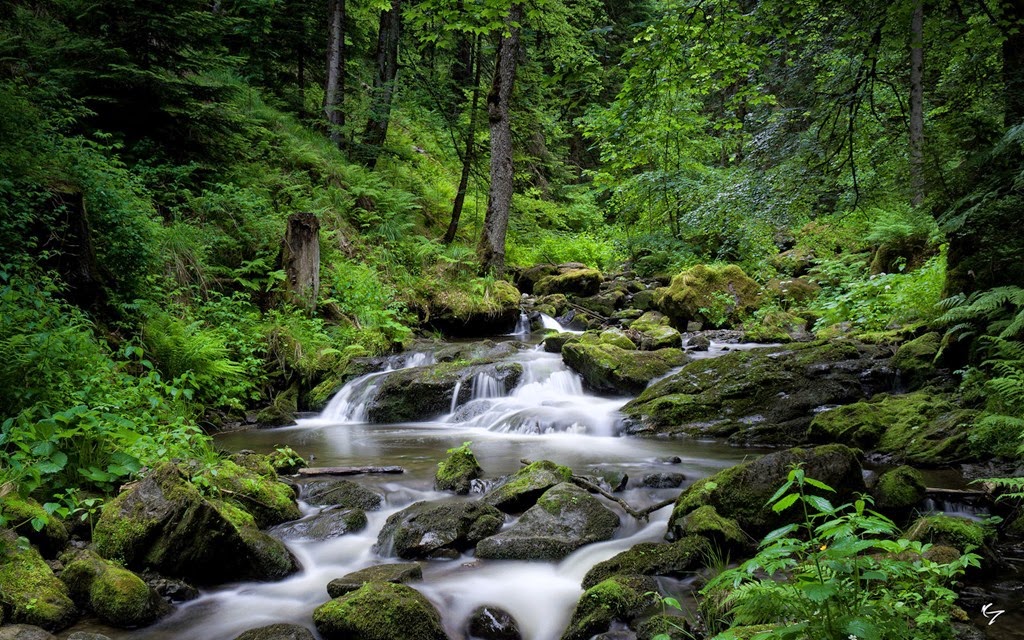 [forest-river-images-7%255B6%255D.jpg]