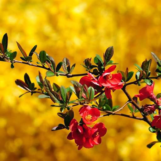 Hd-177736-ascw177736