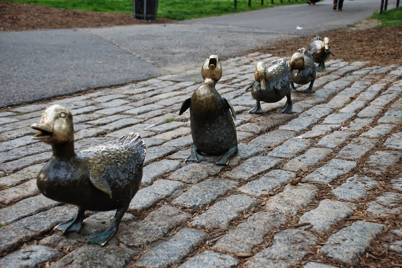 ducklings-boston-2