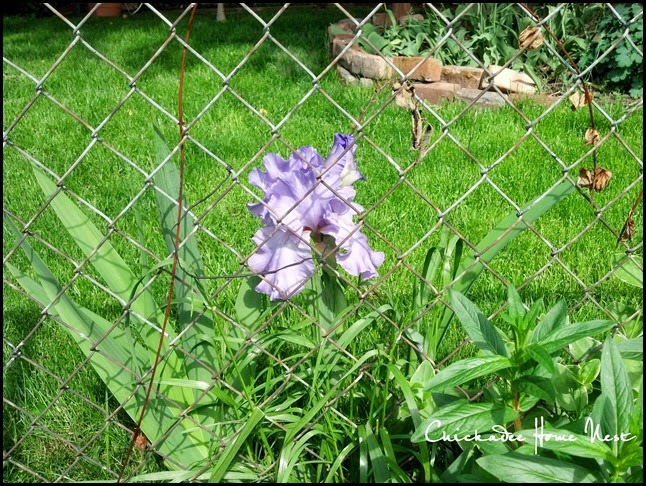 Irises, Chickadee Home Nest