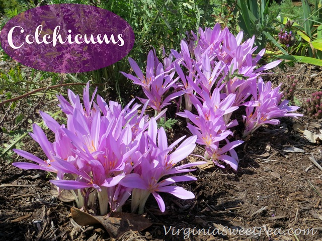 [Colchicums%255B3%255D.jpg]