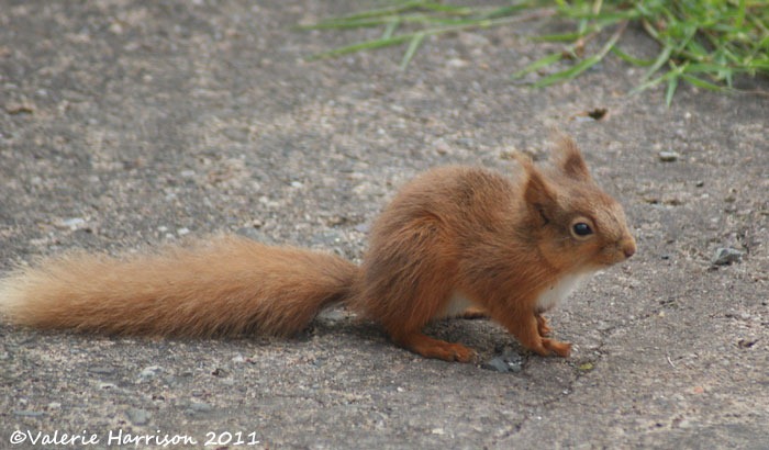 [red-squirrel-tiny%255B2%255D.jpg]